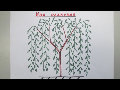 Видео: Крона ивы плакучей