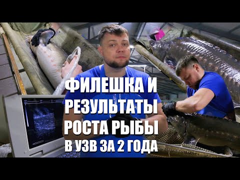 Видео: Филешка и результаты роста рыбы в узв за 2 года