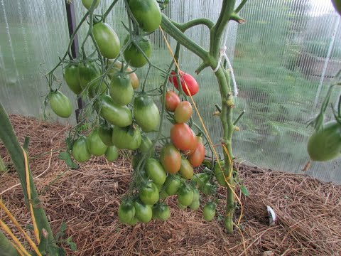 Видео: ОБЗОР ТОМАТА "ЧИО-ЧИО-САН"!