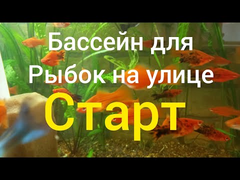 Видео: БАССЕЙН ДЛЯ  РЫБОК  ,СТАРТ.