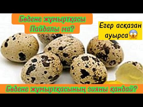 Видео: Бөдене жұмыртқасы пайдасы мен зияны