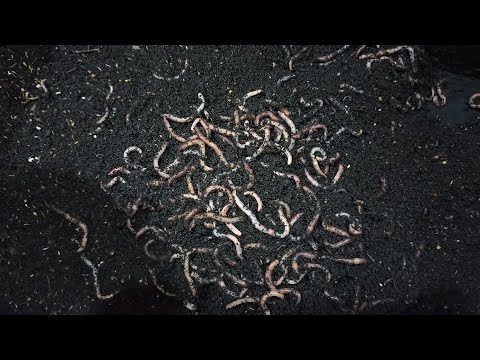 Видео: Два месяца без замены субстрата. Последствия.