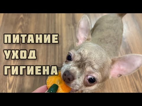 Видео: ЧТО ЕДЯТ ЧИХУАХУА? НАШ СЕКРЕТНЫЙ КОРМ.УХОД ЗА СОБАКАМИ И ГИГИЕНА В ДОМЕ. КАК Я УБИРАЮ ШЕРСТЬ.