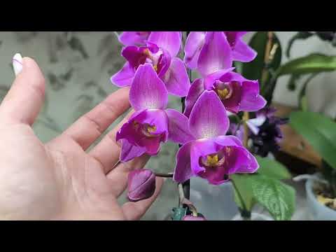 Видео: Дом в котором живёт орхофея💕