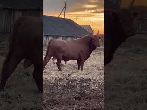 Видео: Калмыцкие Быки КФХ «Ойрат»