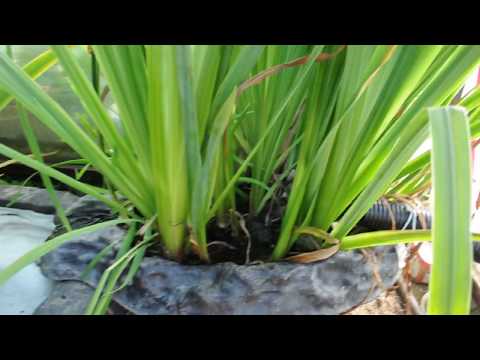 Видео: Фильтрация пруда на 8.5 м3 в теплице 3 часть