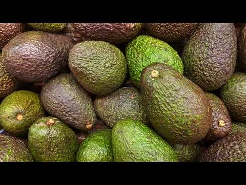 Видео: Авокадо: вирощування, посадка і догляд в домашніх ...