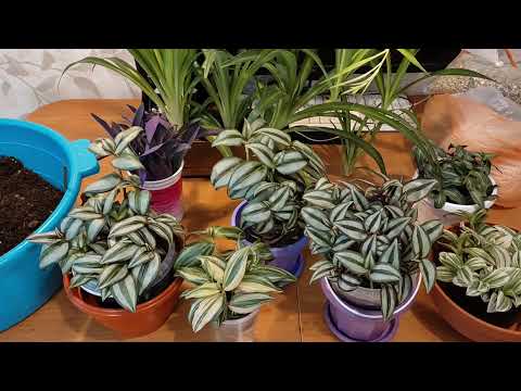 Видео: Традесканции. Укоренение черенков.
