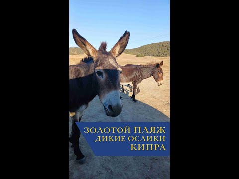 Видео: Золотой пляж Кипра и дикие ослики