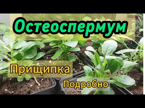 Видео: Прищипка Остиков..Нужна или нет?Поэтапно показываю как это сделать..Уход в зимнее время..