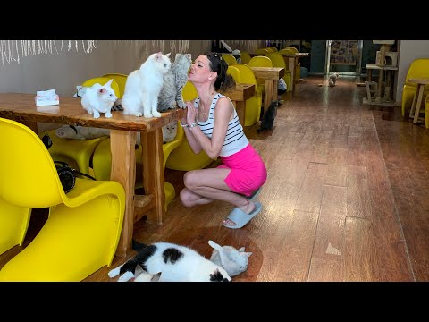 Видео: Хуньчунь 🇨🇳 Китай/ кото кафе, сколько стоит и где находится/ 3 день 26.06.25