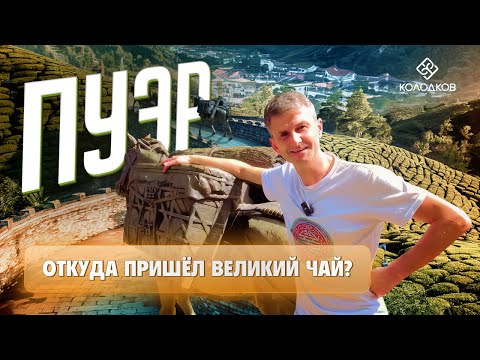 Видео: Пуэр. История Великого Чая | Деревня Иу