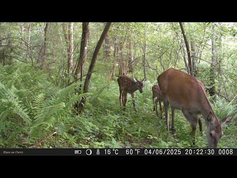 Видео: Кадры с фотоловушки в августе. Фотоловушка на тропе