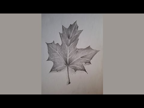 Видео: Кленовый лист простым карандашом