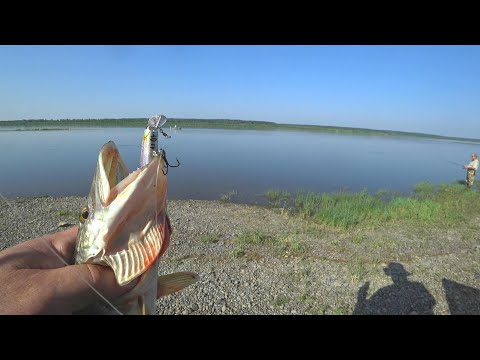 Видео: Рыбалка на реке Томь в конце июня 2024