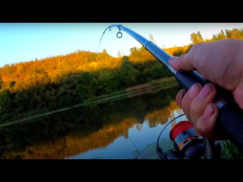 Видео: 🇺🇦СОМ на МЕДВЕДКУ.Сход КАРПА.Ловля сома с берега на медведку.Рецепт каши на карпа