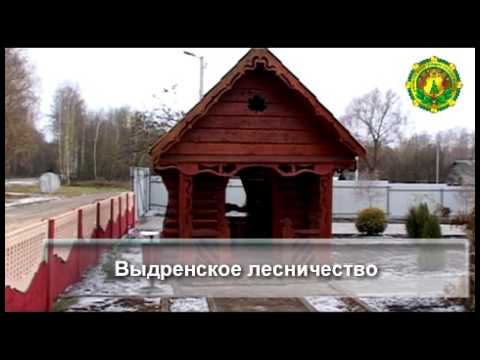 Видео: Краснопольский лесхоз