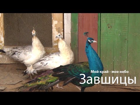 Видео: Мой край - мое небо выпуск от 05.12.2018. Завшицы