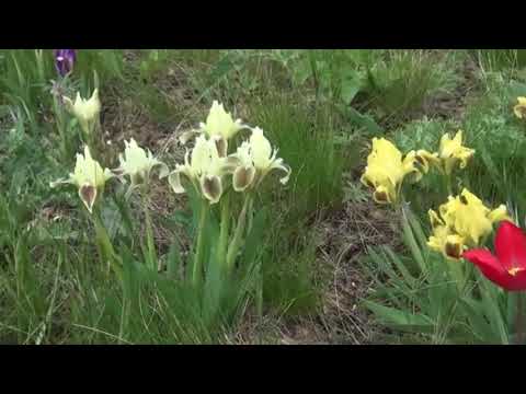 Видео: Воспетая степь Апрель 2025 года