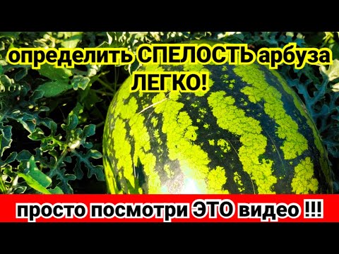 Видео: КАК определить СПЕЛОСТЬ арбуза. 100%  ПРИЗНАКИ спелости!