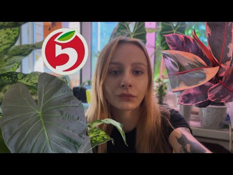 Видео: Растения из пятерочки - фикусы/алоказии/филодендроны/кактусы😅❤️