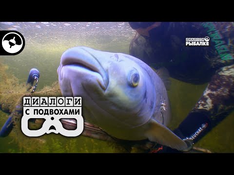 Видео: Белый амур потянул на 22 кг | Диалоги с подвохами