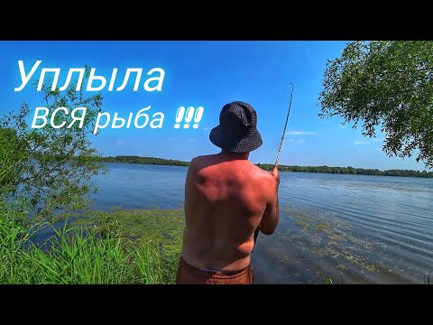 Видео: САМАЯ НЕУДАЧНАЯ РЫБАЛКА. УПЛЫЛА ВСЯ РЫБА. ЛОВЛЯ НА ФИДЕР И НА УДОЧКУ.