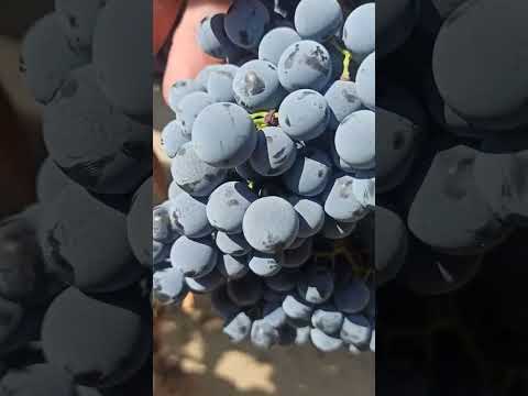 Видео: В райския кът при Бай Георги и грозде до безкрай в село Полето. Grapes, wine - 13.09.2025 г.