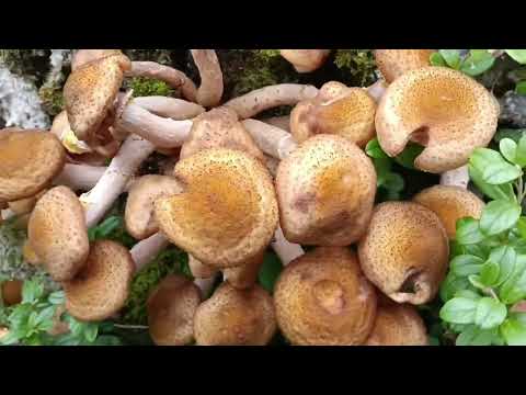 Видео: Каракат нас больше не подвел, съездили за брусникой.