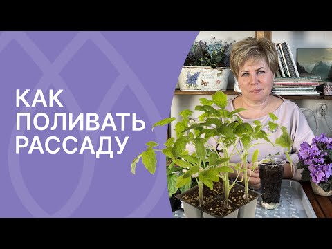 Видео: Главные правила полива рассады!