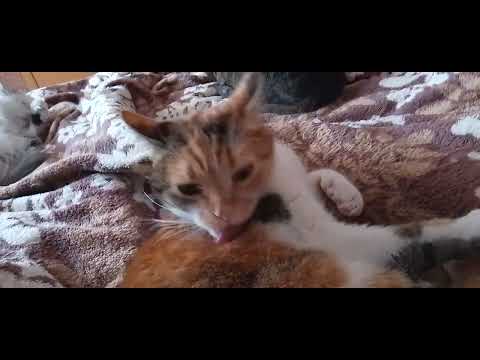 Видео: ЧТО НУЖНО ЗНАТЬ О ПОГОДЕ!☁️🥰ЛЕНИВОЕ УТРО!🥱🌅СУЕТОЛОГ НА МЕСТЕ😺😺💋!РАЗМЫШЛЕНИЯ ВСЛУХ!🤬