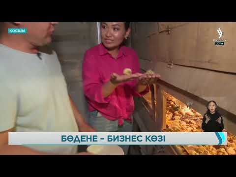 Видео: Астаналық кәсіпкер бөдене құсын бизнес көзіне айналдырып отыр