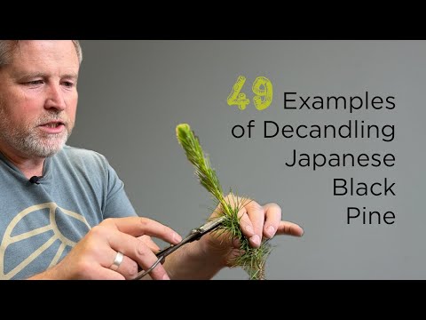 Видео: Бонсайфи | 49 примеров обрезки и обмотки молодых японских чёрных сосен