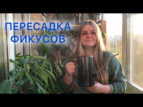 Видео: ПЕРЕСАДКА ФИКУСОВ | Грунт для фикусов 