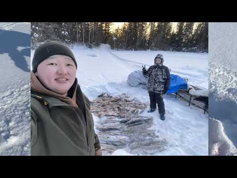 Видео: Подледная рыбалка в Якутии р.Тюнг