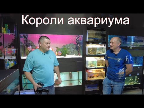 Видео: Короли аквариума