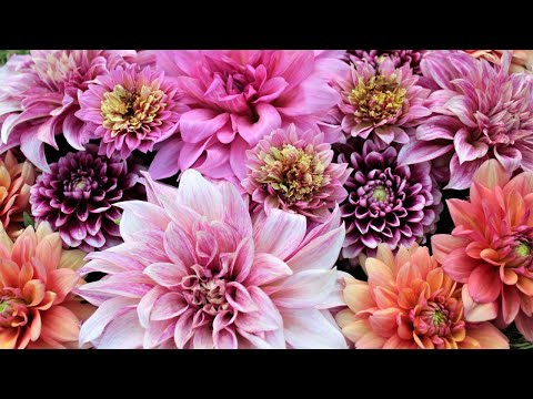 Видео: ГРАДИНАТА в края на ЮЛИ | Garden Utopia