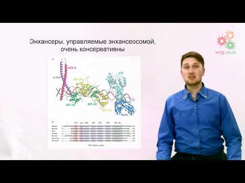 Видео: Регуляция работы генов. Регуляция транскрипции у эукариот. Часть 2 (без музыки)