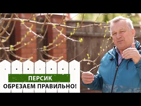 Видео: Весенняя обрезка персика. Правила ежегодной обрезки дерева