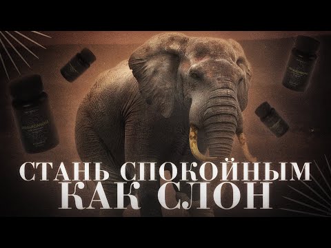 Видео: САМАЯ МОЩНАЯ АШВАГАНДА В МИРЕ