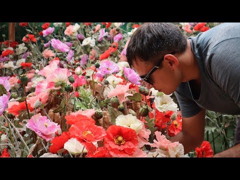 Видео: #11 Таиланд, который вы не знаете. Тайны золотого треугольника. Thailand, Laos, Myanmar