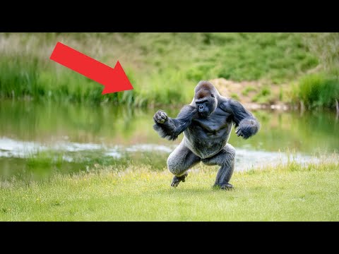 Видео: Смотрители зоопарка обнаружили, как горилла танцует, когда никто не видит