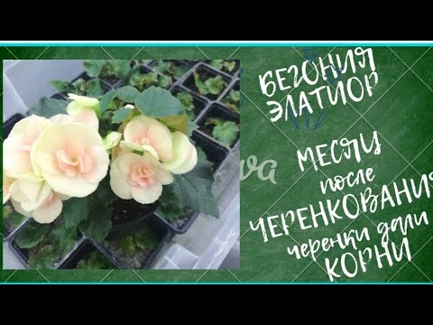 Видео: БЕГОНИЯ ЭЛАТИОР, через месяц после срезки черенки дали КОРНИ.