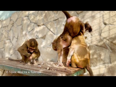 Видео: Игрушки С НАЧИНКОЙ! Степа контролирует Маню и Тосю, чтобы не объелись - вытолкал девчонок с полки!