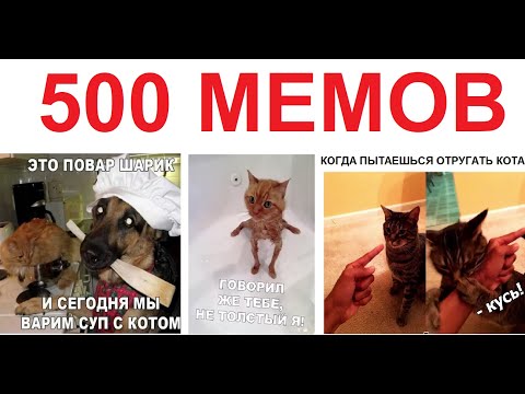 Видео: Большая подборка мемов. Когда пытаешься отругать кота...