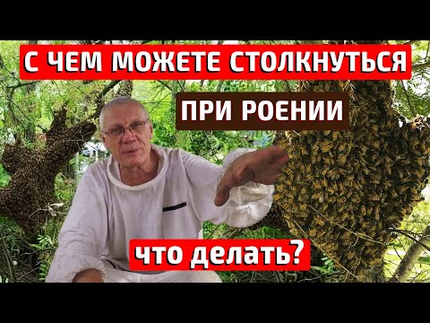 Видео: Противороевые методы не всегда работают Борьба с роением пчёл