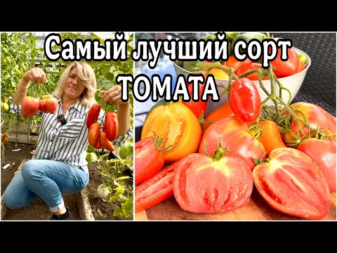 Видео: Томаты в Вёдрах / Эти сорта ТОМАТОВ очень вкусные / Что с огурцами / Наша дача