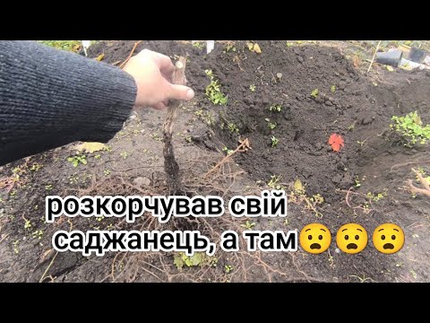 Видео: Викорчував привиті і кореневласні саджанці, а там🫣🫣🫣...