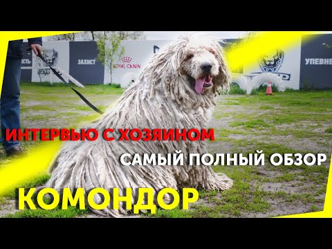 Видео: Комондор / Венгерская овчарка | Отзыв владельца | Обзор породы | Самая необычная пастушья собака