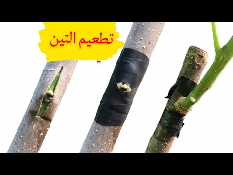 Видео: Прививка инжира летом: метод прививки смоковницы /